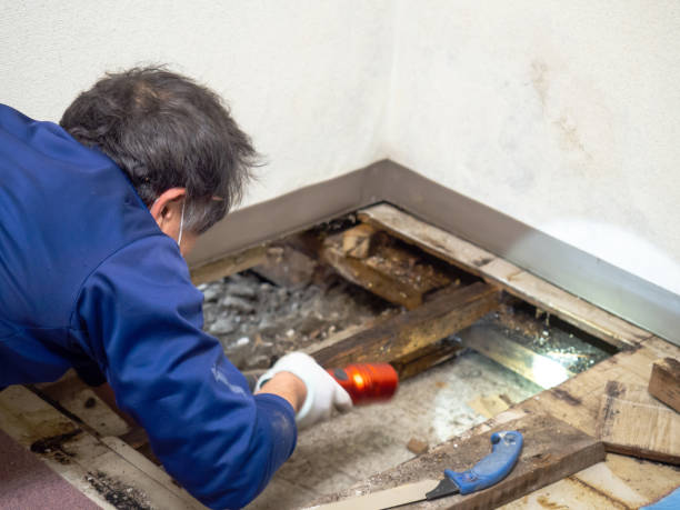 Best Residential Mold Removal  in Milan, MO