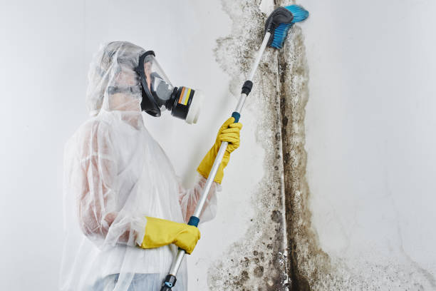 Best Black Mold Removal  in Milan, MO