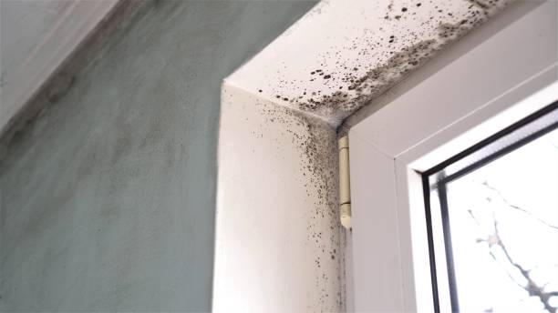 Best Mold Damage Repair  in Milan, MO