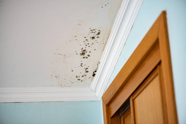 Best Commercial Mold Removal  in Milan, MO