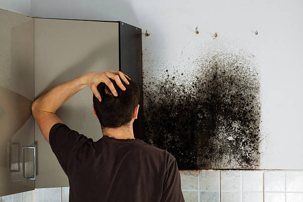 Milan, MO Mold Removal Company