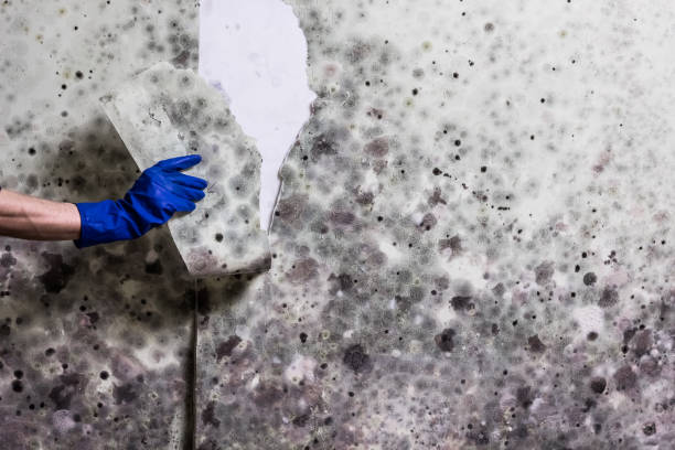 Best Mold Testing  in Milan, MO