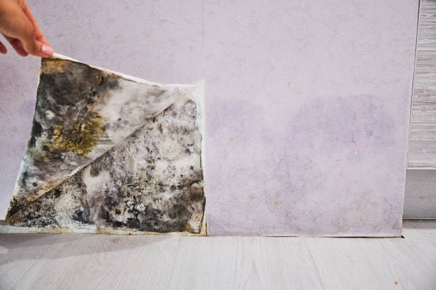 Best Affordable Mold Removal  in Milan, MO